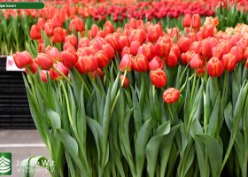 Tulipa Icoon ® (2)